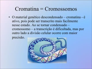 Cromatina = Cromossomos O material genético descondensado – cromatina - é ativo, pois pode ser transcrito mais facilmente nesse estado. Ao se tornar condensado – cromossomo – a transcrição é dificultada, mas por outro lado a divisão celular ocorre com maior precisão.   
