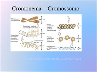 Cromonema = Cromossomo http://www.universitario.com.br/celo/aulas/DNA.exe 