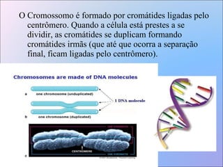 O Cromossomo é formado por cromátides ligadas pelo centrômero. Quando a célula está prestes a se dividir, as cromátides se duplicam formando cromátides irmãs (que até que ocorra a separação final, ficam ligadas pelo centrômero). 