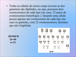 Todas as células do nosso corpo (exceto as dos gametas) são diplóides, ou seja, possuem dois cromossomos de cada tipo (no caso, 23 pares de cromossomos homólogos ). Quando uma célula possui apenas um cromossomo de cada tipo (no caso os gametas, com 23 cromossomos), dizemos que ela é haplóide. HOMEM 2n=46 n=23 