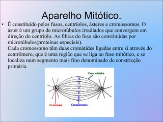 Aparelho Mitótico. É constituído pelos fusos, centríolos, ásteres e cromossomos. O áster é um grupo de microtúbulos irradiados que convergem em direção do centríolo. As fibras do fuso são constituídas por microtúbulos(proteínas especiais).  Cada cromossomo têm duas cromátides ligadas entre si através do centrômero, que é uma região que se liga ao fuso mitótico, e se localiza num segmento mais fino denominado de constricção primária. 