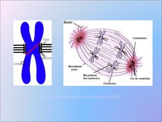 http://www.johnkyrk.com/mitosis.html 