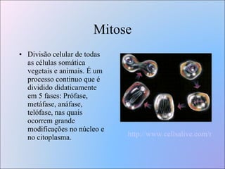 Mitose Divisão celular de todas as células somática vegetais e animais. É um processo continuo que é dividido didaticamente em 5 fases: Prófase, metáfase, anáfase, telófase, nas quais ocorrem grande modificações no núcleo e no citoplasma.  http://www.cellsalive.com/mitosis.htm 