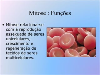 Mitose : Funções Mitose relaciona-se com a reprodução assexuada de seres unicelulares, crescimento e regeneração de tecidos de seres multicelulares.   