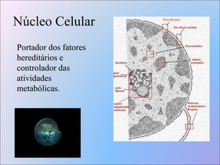 Núcleo Celular Portador dos fatores hereditários e  controlador das atividades metabólicas. 