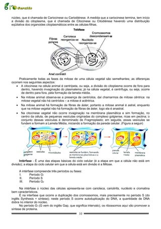 núcleo, que é chamada de Cariocinese ou Cariodiérese. A medida que a cariocinese termina, tem início
a divisão do citoplasma, que é chamada de Citocinese ou Citodiérese havendo uma distribuição
eqüitativa dos organoides citoplasmáticos entre as células-filhas.




      Praticamente todas as fases da mitose de uma célula vegetal são semelhantes; as diferenças
ocorrem nos seguintes aspectos:
   • A citocinese na célula animal é centrípeta, ou seja, a divisão do citoplasma ocorre de fora para
       dentro, havendo invaginação do plasmalema; já na célula vegetal, é centrífuga, ou seja, ocorre
       de dentro para fora, pela formação da lamela média.
   • Na mitose animal observa-se a presença de centríolos, daí chamarmos de mitose cêntrica: na
       mitose vegetal não há centríolos – a mitose é acêntrica.
   • Na mitose animal há formação de fibras de áster; portanto a mitose animal é astral, enquanto
       que na mitose vegetal não há formação de fibras de áster, logo ela é anastral.
   • Na citocinese vegetal não ocorre invaginação na membrana plasmática e sim formação, no
       centro da célula, de pequenas vesículas originadas do complexo golgiense, ricas em pectina; o
       conjunto dessas vesículas é denominado de Fragmoplasto; em seguida, essas vesículas se
       fundem e formam a Lamela Média, iniciando a formação da parede celular. (Figura a seguir)




      Intérfase - É uma das etapas básicas do ciclo celular (é a etapa em que a célula não está em
divisão); a etapa do ciclo celular em que a célula está em divisão é a Mitose.

     A intérfase compreende três períodos ou fases:
     I.      Período G1
     II.     Período S
     III.    Período G2

      Na intérfase o núcleo das células apresenta-se com carioteca, cariolinfa, nucléolo e cromatina
bem característicos.
      É na interfase que ocorre a duplicação dos cromossomos, mais precisamente no período S (do
inglês Synthesis = síntese); neste período S ocorre autoduplicação do DNA, a quantidade de DNA
dobra no interior do núcleo.
      No período G1 (G vem do inglês Gap, que significa intervalo), os ribossomos aqui vão promover a
síntese de proteína.
                                                 10
 