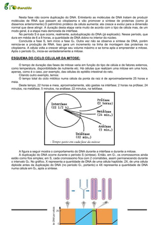 Nesta fase não ocorre duplicação do DNA. Entretanto as moléculas de DNA tratam de produzir
moléculas de RNA que passam ao citoplasma e vão promover a síntese de proteínas (como já
dissemos anteriormente).O patrimônio protéico da célula aumenta: ela cresce a evolui para a dimensão
normal que deve atingir. A duração desta etapa varia muito de acordo com o tipo de célula mas, de um
modo geral, é a etapa mais demorada da intérfase.
       No período S é que ocorre, realmente, autoduplicação do DNA (já explicado). Nesse período, que
dura em média de 6 a 8 horas, a quantidade de DNA dobra no interior do núcleo.
       Concluída a fase S, tem início a fase G2. Outra vez não se observa a síntese de DNA, porém
reinicia-se a produção de RNA. Isso gera um incremento na linha de montagem das proteínas no
citoplasma. A célula volta a crescer atinge seu volume máximo e se torna apta a empreender a mitose.
Após o período G2, inicia-se verdadeiramente a mitose.

ESQUEMA DO CICLO CELULAR DA MITOSE:

      O tempo de duração das fases de mitose varia em função do tipo de célula e de fatores externos,
como temperatura, disponibilidade de nutriente etc. Há células que realizam uma mitose em uma hora,
apenas, como é o caso, por exemplo, das células do epitélio intestinal do rato.
      Citando outro exemplo, temos:
      O tempo total do ciclo mitótico numa célula da ponta da raiz é de aproximadamente 25 horas e
meia.
      Deste tempo, 22 horas e meia, aproximadamente, são gastas na intérfase; 2 horas na prófase; 24
minutos, na metáfase; 5 minutos, na anáfase; 22 minutos, na telófase.




      A figura a seguir mostra o comportamento do DNA durante a intérfase e durante a mitose.
      A duplicação do DNA ocorre durante o período S (síntese). Então, em G1, os cromossomos ainda
estão como fios simples; em S, cada cromossomo fica com 2 cromátides, assim permanecendo durante
o intervalo G2. No gráfico, X representa a quantidade de DNA de uma célula haplóide; 2X, de uma célula
diploide antes da duplicação do DNA (no período G1, portanto) e 4X representa a quantidade de DNA
numa célula em G2, após a síntese.




                                                 11
 