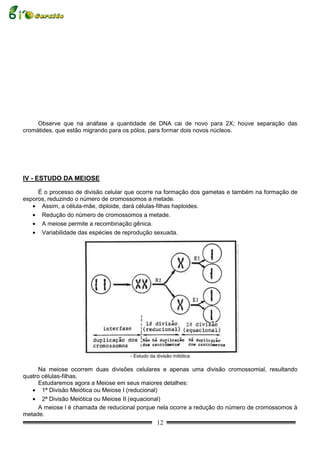 Observe que na anáfase a quantidade de DNA cai de novo para 2X; houve separação das
cromátides, que estão migrando para os pólos, para formar dois novos núcleos.




IV - ESTUDO DA MEIOSE

     É o processo de divisão celular que ocorre na formação dos gametas e também na formação de
esporos, reduzindo o número de cromossomos a metade.
   • Assim, a célula-mãe, diploide, dará células-filhas haploides.
   • Redução do número de cromossomos a metade.
   • A meiose permite a recombinação gênica.
   • Variabilidade das espécies de reprodução sexuada.




                                     - Estudo da divisão mitótica

      Na meiose ocorrem duas divisões celulares e apenas uma divisão cromossomial, resultando
quatro células-filhas.
      Estudaremos agora a Meiose em seus maiores detalhes:
   • 1ª Divisão Meiótica ou Meiose I (reducional)
   • 2ª Divisão Meiótica ou Meiose II (equacional)
      A meiose l é chamada de reducional porque nela ocorre a redução do número de cromossomos à
metade.
                                                 12
 