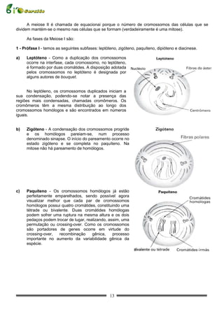 A meiose II é chamada de equacionai porque o número de cromossomos das células que se
dividem mantém-se o mesmo nas células que se formam (verdadeiramente é uma mitose).

     As fases da Meiose I são:

1 - Prófase I - temos as seguintes subfases: leptóteno, zigóteno, paquíteno, dipióteno e diacinese.

a)   Leptóteno - Como a duplicação dos cromossomos
     ocorre na interfase, cada cromossomo, no leptóteno,
     é formado por duas cromátides. A disposição adotada
     pelos cromossomos no leptóteno é designada por
     alguns autores de bouquet.


      No leptóleno, os cromossomos duplicados iniciam a
sua condensação, podendo-se notar a presença das
regiões mais condensadas, chamadas cromômeros. Os
cromômeros têm a mesma distribuição ao longo dos
cromossomos homólogos e são encontrados em números
iguais.


b)   Zigóteno - A condensação dos cromossomos progride
     e os homólogos pareiam-se, num processo
     denominado sinapse. O início do pareamento ocorre no
     estado zigóteno e se completa no paquíteno. Na
     mitose não há pareamento de homólogos.




c)   Paquíteno - Os cromossomos homólogos já estão
     perfeitamente emparelhados, sendo possível agora
     visualizar melhor que cada par de cromossomos
     homólogos possui quatro cromátides, constituindo uma
     tétrade ou bivalente. Duas cromátides homólogas
     podem sofrer uma ruptura na mesma altura e os dois
     pedaços podem trocar de lugar, realizando, assim, uma
     permutação ou crossing-over. Como os cromossomos
     são portadores de genes ocorre em virtude do
     crossing-over,   recombinação     gênica,    processo
     importante no aumento da variabilidade gênica da
     espécie.




                                                   13
 