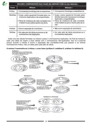 Cada uma das células formadas na meiose I possui n cromossomos duplicados. Ao final da meiose II,
cada uma delas da origem a duas células com n cromossomos não-duplicados. Isso só é possível
porque durante a meiose II ocorre a separação das cromátides-irmãs que passam a se chamar
cromossomos irmãos, indo um deles para cada pólo da célula.

A meiose II assemelha-se à mitose, e suas fases (prófase II, metáfase II, anáfase II e telófase II).




                                                  16
 