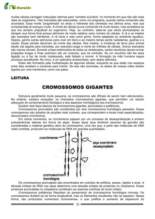 muitas células carregam instruções internas para “cometer suicídios” no momento em que não são mais
úteis ao organismo. Tais instruções são executadas, como um programa, quando certos comandos são
acionados. Essa morte “programada” só atraiu o interesse dos cientistas nos últimos anos, mas sua
compreensão já avançou muito. A morte de células já era conhecida há muito tempo, mas acreditava-se
que era sempre prejudicial ao organismo. Hoje, ao contrário, sabe-se que seres pluricelulares só
atingem sua forma final porque eliminam de modo seletivo certo número de células. A rã e os insetos
são exemplos bem familiares. A rã inicia a vida como girino, forma adaptada ao ambiente aquático.
Depois, ganha outras estruturas para viver em terra e ao mesmo tempo perde nadadeiras, guelras e a
cauda. Essas perdas decorrem da morte das células. Nos insetos, a mudança de larva para animal
adulto (de lagarta para borboleta, por exemplo) exige a morte de milhões de células. Outros exemplos
são menos visíveis. Durante a fase embrionária de todos os vertebrados, certos neurônios devem enviar
projeções longas e finas (axônios) até um músculo, que irá controlar. Se um neurônio não faz essa
ligação ou a faz de modo inadequado, está fadado a morrer. A formação da mão humana segue
processo semelhante. No início, é um apêndice arredondado, sem dedos definidos.
      Estes são formados pela multiplicação de algumas células, enquanto as que estão nos espaços
entre eles recebem o comando para morrer. Se isso não ocorresse, os dedos de nossas mãos seriam
ligados por uma membrana, como nos patos.


LEITURA

                       CROMOSSOMOS GIGANTES
      Estrutura geralmente muito pequena, os cromossomos são difíceis de serem bem estruturados.
No entanto, existem exceções: os chamados cromossomos gigantes, que permitem um estudo
adequado do comportamento fisiológico e dos aspectos morfológicos dos cromossomos.
      Existem dois tipos básicos de cromossomos gigantes: plumulados e politênicos.
      Cromossomos plumulados são constituídos por dois cromossomos homólogos pareados. Esses
cromossomos são dotados de porções mais coráveis, que correspondem a locais mais especializados,
denominados cromômeros.
      Em certos momentos, os cromômeros passam por um processo de desespiralização e emitem
protuberâncias laterais em forma de alças. Essas alças (que lembram escovas de garrafa) são
consideradas o material genético ativo do cromossomo, uma vez que, a partir das moléculas de DNA
neles contidas, produzem-se moléculas de RNA em grandes quantidades.




      Os cromossomos plumulados são encontrados em ovócitos de anfíbios, peixes, répteis e aves. A
elevada síntese de RNA nas alças determina uma elevada síntese de proteínas no citoplasma. Essas
proteínas acumuladas no citoplasma constituem as reservas nutritivas do óvulo (vitelo).
      Cromossomos politênicos Resultam do pareamento de cromossomos homólogos normais. Os
cromossomos dividem-se de forma longitudinal, mas os filamentos resultantes não se separam. Dessa
forma, são produzidos numerosos cromonemas, o que justifica o aumento da espessura do
                                                 20
 