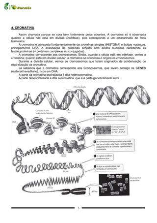 4. CROMATINA

      Assim chamada porque se cora bem fortemente pelos corantes. A cromatina só é observada
quando a célula não está em divisão (intérfase), pois corresponde a um emaranhado de finos
filamentos.
      A cromatina é composta fundamentalmente de: proteínas simples (HISTONA) e ácidos nucleicos,
principalmente DNA. A associação de proteínas simples com ácidos nucleicos caracteriza as
Nucleoproteínas (= proteínas complexas ou conjugadas).
      A cromatina corresponde aos cromossomos. Então, quando a célula está em intérfase, vemos a
cromatina; quando está em divisão celular, a cromatina se condensa e origina os cromossomos.
      Durante a divisão celular, vemos os cromossomos que foram originados da condensação ou
espiralização da cromatina.
      Já sabemos que a cromatina corresponde aos Cromossomos, que levam consigo os GENES
(material hereditário), ricos em DNA.
      A parte da cromatina espiralizada é dita heterocromatina.
      A parte desespiralizada é dita eucromatina, que é a parte geneticamente ativa.




                                               3
 