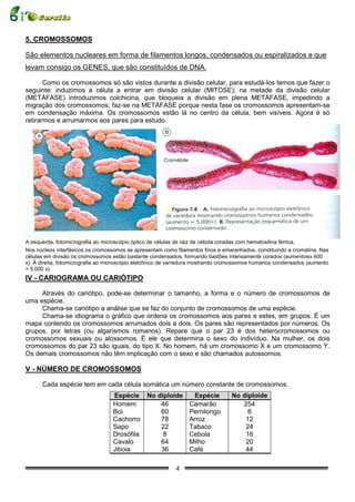 5. CROMOSSOMOS

São elementos nucleares em forma de filamentos longos, condensados ou espiralizados e que
levam consigo os GENES, que são constituídos de DNA.

       Como os cromossomos só são vistos durante a divisão celular, para estudá-los temos que fazer o
seguinte: induzimos a célula a entrar em divisão celular (MITOSE); na metade da divisão celular
(METÁFASE) introduzimos colchicina, que bloqueia a divisão em plena METÁFASE, impedindo a
migração dos cromossomos; faz-se na METÁFASE porque nesta fase os cromossomos apresentam-se
em condensação máxima. Os cromossomos estão lá no centro da célula, bem visíveis. Agora é só
retirarmos e arrumarmos aos pares para estudo.




A esquerda, fotomicrografia ao microscópio óptico de células de raiz de cebola coradas com hematoxilina férrica.
Nos núcleos interfásicos os cromossomos se apresentam como filamentos finos e emaranhados, constituindo a cromatina. Nas
células em divisão os cromossomos estão bastante condensados, formando bastões intensamente corados (aumentosα 400
x). À direita, fotomicrografia ao microscópio eletrônico de varredura mostrando cromossomos humanos condensados (aumento
= 5.000 x).
IV - CARIOGRAMA OU CARIÓTIPO

     Através do cariótipo, pode-se determinar o tamanho, a forma e o número de cromossomos de
uma espécie.
     Chama-se cariótipo a análise que se faz do conjunto de cromossomos de uma espécie.
     Chama-se idiograma o gráfico que ordena os cromossomos aos pares e estes, em grupos. É um
mapa contendo os cromossomos arrumados dois a dois. Os pares são representados por números. Os
grupos, por letras (ou algarismos romanos). Repare que o par 23 é dos heterocromossomos ou
cromossomos sexuais ou alossomos. É ele que determina o sexo do indivíduo. Na mulher, os dois
cromossomos do par 23 são iguais, do tipo X. No homem, há um cromossomo X e um cromossomo Y.
Os demais cromossomos não têm implicação com o sexo e são chamados autossomos.

V - NÚMERO DE CROMOSSOMOS

      Cada espécie tem em cada célula somática um número constante de cromossomos.
                                  Espécie       No diploide      Espécie         No diploide
                                  Homem             46          Camarão             254
                                  Boi               60          Pernilongo            6
                                  Cachorro          78          Arroz                12
                                  Sapo              22          Tabaco               24
                                  Drosófila          8          Cebola               16
                                  Cavalo            64          Milho                20
                                  Jiboia            36          Café                 44

                                                           4
 