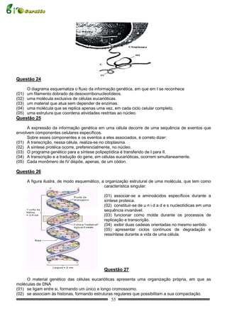 Questão 24

       O diagrama esquematiza o fluxo da informação genética, em que em I se reconhece
(01)   um filamento dobrado de desoxorribonucleotídeos.
(02)   uma molécula exclusiva de células eucarióticas.
(03)   um material que atua sem depender de enzimas.
(04)   uma molécula que se replica apenas uma vez, em cada ciclo celular completo.
(05)   uma estrutura que coordena atividades restritas ao núcleo.
Questão 25

     A expressão da informação genética em uma célula decorre de uma sequência de eventos que
envolvem componentes celulares específicos.
     Sobre esses componentes e os eventos a eles associados, é correto dizer:
(01) A transcrição, nessa célula, realiza-se no citoplasma.
(02) A síntese protéica ocorre, preferencialmente, no núcleo.
(03) O programa genético para a síntese polipeptídica é transferido de I para II.
(04) A transcrição e a tradução do gene, em células eucarióticas, ocorrem simultaneamente.
(05) Cada monômero de IV dispõe, apenas, de um códon.

Questão 26

       A figura ilustra, de modo esquemático, a organização estrutural de uma molécula, que tem como
                                               característica singular:

                                             (01) associar-se a aminoácidos específicos durante a
                                             síntese proteica.
                                             (02) constituir-se de u n i d a d e s nucleotídicas em uma
                                             sequência invariável.
                                             (03) funcionar como molde durante os processos de
                                             replicação e transcrição.
                                             (04) exibir duas cadeias orientadas no mesmo sentido.
                                             (05) apresentar ciclos contínuos de degradação e
                                             ressíntese durante a vida de uma célula.




                                             Questão 27

     O material genético das células eucarióticas apresenta uma organização própria, em que as
moléculas de DNA
(01) se ligam entre si, formando um único e longo cromossomo.
(02) se associam às histonas, formando estruturas regulares que possibilitam a sua compactação.
                                                 55
 