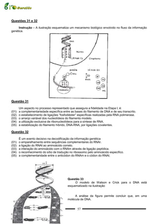 Questões 31 e 32

     Instrução – A ilustração esquematiza um mecanismo biológico envolvido no fluxo da informação
genética.




Questão 31

       Um aspecto no processo representado que assegura a fidelidade na Etapa I, é:
(01)   a complementariedade específica entre as bases do filamento de DNA e de seu transcrito.
(02)   o estabelecimento de ligações “fosfodiéster” específicas realizadas pela RNA polimerase.
(03)   o arranjo variável dos nucleotídeos do filamento modelo.
(04)   a utilização exclusiva de ribonucleotídeos para a síntese de RNA.
(05)   a estabilização do filamento híbrido, DNA-RNA, por ligações covalentes.

Questão 32

       É um evento decisivo na decodificação da informação genética
(01)   o emparelhamento entre sequências complementares do RNAr.
(02)   a ligação do RNAt ao aminoácido correto.
(03)   a interação do aminoácido com o RNAm através de ligação peptídica.
(04)   o reconhecimento do sítio de tradução no ribossomo pelo aminoácido específico.
(05)   a complementaridade entre o anticódon do RNAm e o códon do RNAt.




                                           Questão 33
                                                O modelo de Watson e Crick para o DNA está
                                           esquematizado na ilustração


                                                A análise da figura permite concluir que, em uma
                                           molécula de DNA.


                                                   57
 