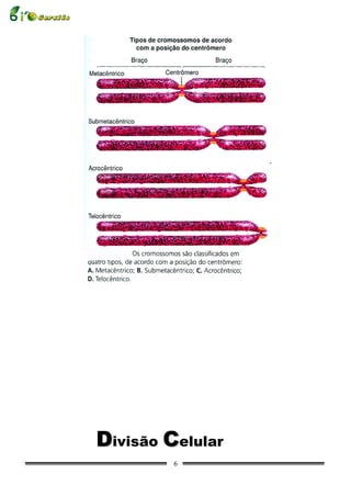 Divisão Celular
         6
 