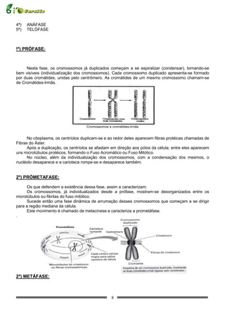 4ª)   ANÁFASE
5ª)   TELÓFASE



!º) PRÓFASE:



     Nesta fase, os cromossomos já duplicados começam a se espiralizar (condensar), tornando-se
bem visíveis (individualização dos cromossomos). Cada cromossomo duplicado apresenta-se formado
por duas cromátides, unidas pelo centrômero. As cromátides de um mesmo cromossomo chamam-se
de Cromátides-Irmãs.




                                    Cromossomos e cromátides-irmãs


      No citoplasma, os centríolos duplicam-se e ao redor deles aparecem fibras protéicas chamadas de
Fibras do Áster.
      Após a duplicação, os centríolos se afastam em direção aos pólos da célula; entre eles aparecem
uns microtúbulos protéicos, formando o Fuso Acromático ou Fuso Mitótico.
      No núcleo, além da individualização dos cromossomos, com a condensação dos mesmos, o
nucléolo desaparece e a carioteca rompe-se e desaparece também.


2º) PRÓMETAFASE:

      Os que defendem a existência dessa fase, assim a caracterizam:
      Os cromossomos, já individualizados desde a prófase, mostram-se desorganizados entre os
microtúbulos ou fibrilas do fuso mitótico.
      Sucede então uma fase dinâmica de arrumação desses cromossomos que começam a se dirigir
para a região mediana da célula.
      Este movimento é chamado de metacinese e caracteriza a prometáfase.
.




2ª) METÁFASE:



                                                  8
 