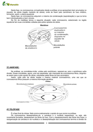 Nesta fase, os cromossomos, já duplicados desde a prófase, já se apresentam bem arrumados no
equador da célula (região mediana da célula), onde se fixam pelo centrômero do fuso mitótico,
formando, assim, a placa equatorial.
     Nesta fase, os cromossomos adquirem o máximo de condensação (espiralização) o que os torna
bem individualizados e bem visíveis.
     No fim da metáfase temos a seguinte situação: cada cromossomo, estacionado na região
equatorial tem suas cromátides voltadas para pólos opostos da célula.




3ª) ANÁFASE:

      Na anáfase, as cromátides-irmãs, unidas pelo centrômero, separam-se, pois o centrômero sofre
divisão. Essas cromátides, agora, uma vez separadas, são chamadas de cromossomos filhos, dirigindo-
se assim para o pólo oposto da célula, orientadas pelas fibras do fuso acromático.
      Assim, cada pólo da célula recebe o mesmo material cromossômico, uma vez que os
cromossomos filhos possuem a mesma informação genética.




4ª) TELÓFASE

     É a fase final da mitose. Nela ocorre praticamente o oposto do que ocorre na prófase.
     Os cromossomos desespiralizam-se, a carioteca e o nucléolo reaparecem, ou seja, são
novamente formados; desaparecem as fibras do fuso. Com o desaparecimento das fibras dos fusos, a
reorganização da carioteca e do nucléolo e a desespiralização dos cromossomos termina a divisão do

                                                9
 