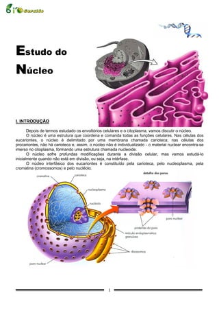 Meiose: definição, etapas, meiose X mitose, resumo - Biologia Net