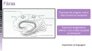 Fascículo do cíngulo: une o
lobo frontal ao temporal
Fascículo longitudinal
inferior: une o lobo occipital
ao temporal
Importante na linguagem
N
Ú
C
L
E
O
S
D
A
B
A
S
E
 