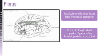 Fascículo unciforme: liga o
lobo frontal ao temporal
Fascículo longitudinal
superior: liga os lobos
frontal, parietal e occipital
N
Ú
C
L
E
O
S
D
A
B
A
S
E
 