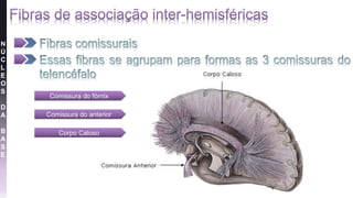 N
Ú
C
L
E
O
S
D
A
B
A
S
E
Comissura do fórnix
Comissura do anterior
Corpo Caloso
 