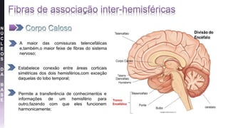 A maior das comissuras telencefálicas
e,também,o maior feixe de fibras do sistema
nervoso;
Estabelece conexão entre áreas corticais
simétricas dos dois hemisférios,com exceção
daquelas do lobo temporal;
Permite a transferência de conhecimentos e
informações de um hemisfério para
outro,fazendo com que eles funcionem
harmonicamente;
N
Ú
C
L
E
O
S
D
A
B
A
S
E
 