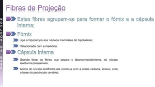 Liga o hipocampo aos núcleos mamilares do hipotálamo;
Relacionado com a memória;
Grande feixe de fibras que separa o tálamo,medialmente, do núcleo
lentiforme,lateralmete;
Acima do núcleo lentiforme,ela continua com a coroa radiada, abaixo, com
a base do pedúnculo cerebral;
N
Ú
C
L
E
O
S
D
A
B
A
S
E
 