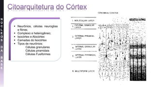 N
Ú
C
L
E
O
S
D
A
B
A
S
E
 Neurônios, células neuroglias
e fibras;
 Complexo e heterogêneo;
 Isocórtex e Alocórtex
 Camadas do Isocórtex
 Tipos de neurônios:
Células granulares
Células piramidais
Células Fusiformes
 