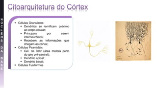 N
Ú
C
L
E
O
S
D
A
B
A
S
E
 Células Granulares:
 Dendritos se ramificam próximo
ao corpo celular;
 Principais por serem
interneurônios;
 Recebem as informações que
chegam ao córtex;
 Células Piramidais:
 Cél. de Betz (área motora perto
do giro pré-central);
 Dendrito apical ;
 Dendrito basal;
 Células Fusiformes
 
