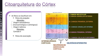 N
Ú
C
L
E
O
S
D
A
B
A
S
E
 As fibras se classificam em:
 Fibras de projeção:
Aferentes:
Origem extratalâmica
(monoaminérgica e colinérgicas)
Origem talâmica
Eferentes:
Camada V
 Fibras de associação:
 