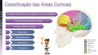 N
Ú
C
L
E
O
S
D
A
B
A
S
E
O córtex cerebral não é homogêneo em toda sua extensão
Permite individualização de áreas
Divididas seguindo critérios
Anatômicos
Citoarquiteturais
Filogenéticos
Funcionais
 