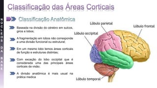 N
Ú
C
L
E
O
S
D
A
B
A
S
E
• Baseada na divisão do cérebro em sulcos,
giros e lobos;
• A fragmentação em lobos não corresponde
a uma divisão funcional ou estrutural;
• Em um mesmo lobo temos áreas corticais
de função e estruturas distintas;
• Com exceção do lobo occipital que é
considerada uma das principais áreas
corticais da visão;
• A divisão anatômica é mais usual na
prática medica
 