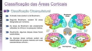 N
Ú
C
L
E
O
S
D
A
B
A
S
E
• A divisão mais aceita é a de Brodmann;
• Segundo Brodmann, existem 52 áreas
designadas por números;
• As áreas de Brodmann são amplamente
utilizadas na clínica e na pesquisa médica;
• Atualmente, algumas dessas áreas foram
subdivididas;
• As diversas áreas corticais podem ser
classificadas em grupos maiores com suas
características comuns ;
 