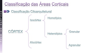 N
Ú
C
L
E
O
S
D
A
B
A
S
E
 