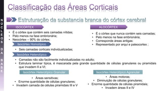 N
Ú
C
L
E
O
S
D
A
B
A
S
E
ISOCÓRTEX
• É o córtex que contém seis camadas nítidas;
• Pelo menos na fase embrionária;
• Neocórtex – 90% do córtex;
Isocórtex Homotípico
• Seis camadas corticais individualizadas;
Isocórtex Heterotípico
• Camadas não são facilmente individualizadas no adulto;
• Estrutura laminar típica, é mascarada pela grande quantidade de células granulares ou piramidais
que invadem II a VI;
Isocórtex Heterotípico Granular
• Áreas sensitivas;
• Enorme quantidade de células granulares;
• Invadem camada de células piramidais III e V
Isocórtex Heterotípico Agranular
• Áreas motoras;
• Diminuição de células granulares;
• Enorme quantidade de células piramidais;
• Invadem áreas II e IV
ALOCÓRTEX
• É o córtex que nunca contém seis camadas;
• Pelo menos na fase embrionária;
• Corresponde áreas antigas:
• Representado por arqui e paleocortex ;
 