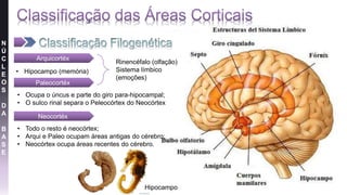N
Ú
C
L
E
O
S
D
A
B
A
S
E
Arquicortéx
• Hipocampo (memória)
Paleocortéx
• Ocupa o úncus e parte do giro para-hipocampal;
• O sulco rinal separa o Peleocórtex do Neocórtex
Neocortéx
• Todo o resto é neocórtex;
• Arqui e Paleo ocupam áreas antigas do cérebro;
• Neocórtex ocupa áreas recentes do cérebro.
Rinencéfalo (olfação)
Sistema límbico
(emoções)
Hipocampo
 