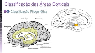 N
Ú
C
L
E
O
S
D
A
B
A
S
E
 