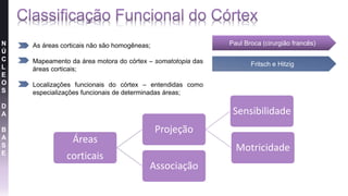 N
Ú
C
L
E
O
S
D
A
B
A
S
E
Paul Broca (cirurgião francês)
Fritsch e Hitzig
Áreas
corticais
Projeção
Sensibilidade
Motricidade
Associação
• As áreas corticais não são homogêneas;
• Mapeamento da área motora do córtex – somatotopia das
áreas corticais;
• Localizações funcionais do córtex – entendidas como
especializações funcionais de determinadas áreas;
 