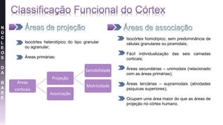 N
Ú
C
L
E
O
S
D
A
B
A
S
E
Áreas
corticais
Projeção
Sensibilidade
Motricidade
Associação
• Isocórtex heterotípico do tipo granular
ou agranular;
• Áreas primárias;
• Isocórtex homotípico, sem predominância de
células granulares ou piramidais;
• Fácil individualização das seis camadas
corticais;
• Áreas secundárias – unimodais (relacionado
com as áreas primárias);
• Áreas terciárias – supramodais (atividades
psiquicas superiores);
• Ocupam uma área maior do que as áreas de
projeção no córtex humano.
 