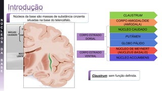 N
Ú
C
L
E
O
S
D
A
B
A
S
E
Núcleos da base são massas de substância cinzenta
situadas na base do telencéfalo.
CLAUSTRUM
CORPO AMIGDALÓIDE
(AMÍGDALA)
NÚCLEO CAUDADO
PUTÂMEN
GLOBO PÁLIDO
NÚCLEO ACCUMBENS
CORPO ESTRIADO
DORSAL
CORPO ESTRIADO
VENTRAL
NÚCLEO DE MEYNERT
(NUCLEUS BASALIS)
Claustrum: sem função definida.
 
