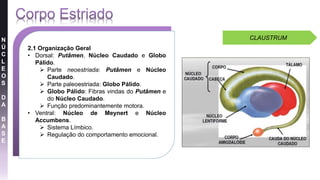 N
Ú
C
L
E
O
S
D
A
B
A
S
E
2.1 Organização Geral
• Dorsal: Putâmen, Núcleo Caudado e Globo
Pálido.
 Parte neoestriada: Putâmen e Núcleo
Caudado.
 Parte paleoestriada: Globo Pálido.
 Globo Pálido: Fibras vindas do Putâmen e
do Núcleo Caudado.
 Função predominantemente motora.
• Ventral: Núcleo de Meynert e Núcleo
Accumbens.
 Sistema Límbico.
 Regulação do comportamento emocional.
CLAUSTRUM
 