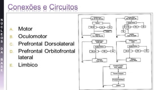 N
Ú
C
L
E
O
S
D
A
B
A
S
E
 