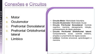 N
Ú
C
L
E
O
S
D
A
B
A
S
E
• Circuito Motor: Motricidade Voluntária.
• Circuito Oculomotor: Motricidade Ocular.
• Circuito Pré-frontal Dorsolateral: Controle
cognitivo, memória, planejamento, inibição,
processamento de ideias abstratas.
• Circuito Pré-frontal Orbitofrontal lateral:
Comportamento social, controle inibitório,
empatia e cumprimento de regras sociais.
• Límbico: Controle emocional, aprendizagem e
memória.
 