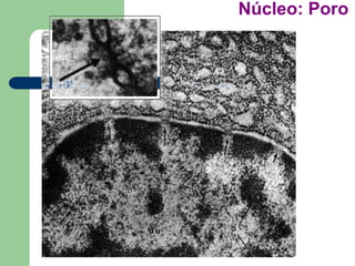 Núcleo: Poro
 