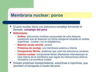  El poro nuclear tiene una estructura compleja formando el
llamado: complejo del poro
 Estructura:
– Anillos: estructuras anulares compuestas de ocho bloques
(proteínas) que se disponen en forma octogonal situadas en ambas
superficies , nuclear y en la citoplásmica
– Material anular amorfo: central
– Proteínas de anclaje: a la membrana externa e interna
– Componente fibrilar: proteínas que unen las estructuras anulares
– Lámina nuclear: componente fibrilar (filamentos intemedios)en la
cara interna de la membrana que regula las interacciones entre la
cromatina y la envoltura nuclear.
 Existen proteínas transportadoras: exportinas e inportinas, que
permiten el transporte a través del poro.
Membrana nuclear: poros
 