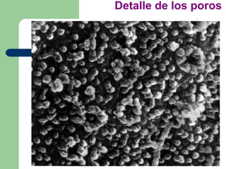 Detalle de los poros
 