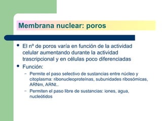  El nº de poros varía en función de la actividad
celular aumentando durante la actividad
trascripcional y en células poco diferenciadas
 Función:
– Permite el paso selectivo de sustancias entre núcleo y
citoplasma: ribonucleoproteínas, subunidades ribosómicas,
ARNm, ARNt..
– Permiten el paso libre de sustancias: iones, agua,
nucleótidos
Membrana nuclear: poros
 