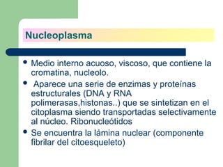  Medio interno acuoso, viscoso, que contiene la
cromatina, nucleolo.
 Aparece una serie de enzimas y proteínas
estructurales (DNA y RNA
polimerasas,histonas..) que se sintetizan en el
citoplasma siendo transportadas selectivamente
al núcleo. Ribonucleótidos
 Se encuentra la lámina nuclear (componente
fibrilar del citoesqueleto)
Nucleoplasma
 