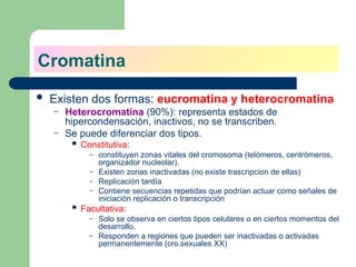  Existen dos formas: eucromatina y heterocromatina
– Heterocromatina (90%): representa estados de
hipercondensación, inactivos, no se transcriben.
– Se puede diferenciar dos tipos.
 Constitutiva:
– constituyen zonas vitales del cromosoma (telómeros, centrómeros,
organizador nucleolar).
– Existen zonas inactivadas (no existe trascripcion de ellas)
– Replicación tardía
– Contiene secuencias repetidas que podrían actuar como señales de
iniciación replicación o transcripción
 Facultativa:
– Solo se observa en ciertos tipos celulares o en ciertos momentos del
desarrollo.
– Responden a regiones que pueden ser inactivadas o activadas
permanentemente (cro.sexuales XX)
Cromatina
 